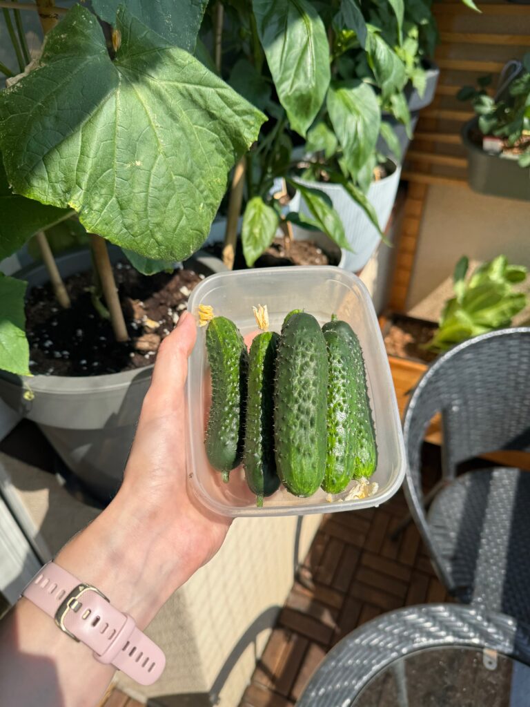 Balkonowy warzywniak